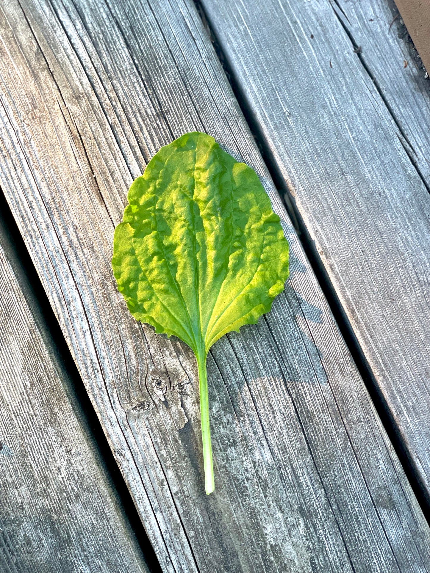 Plantain Leaf Herbal Oil