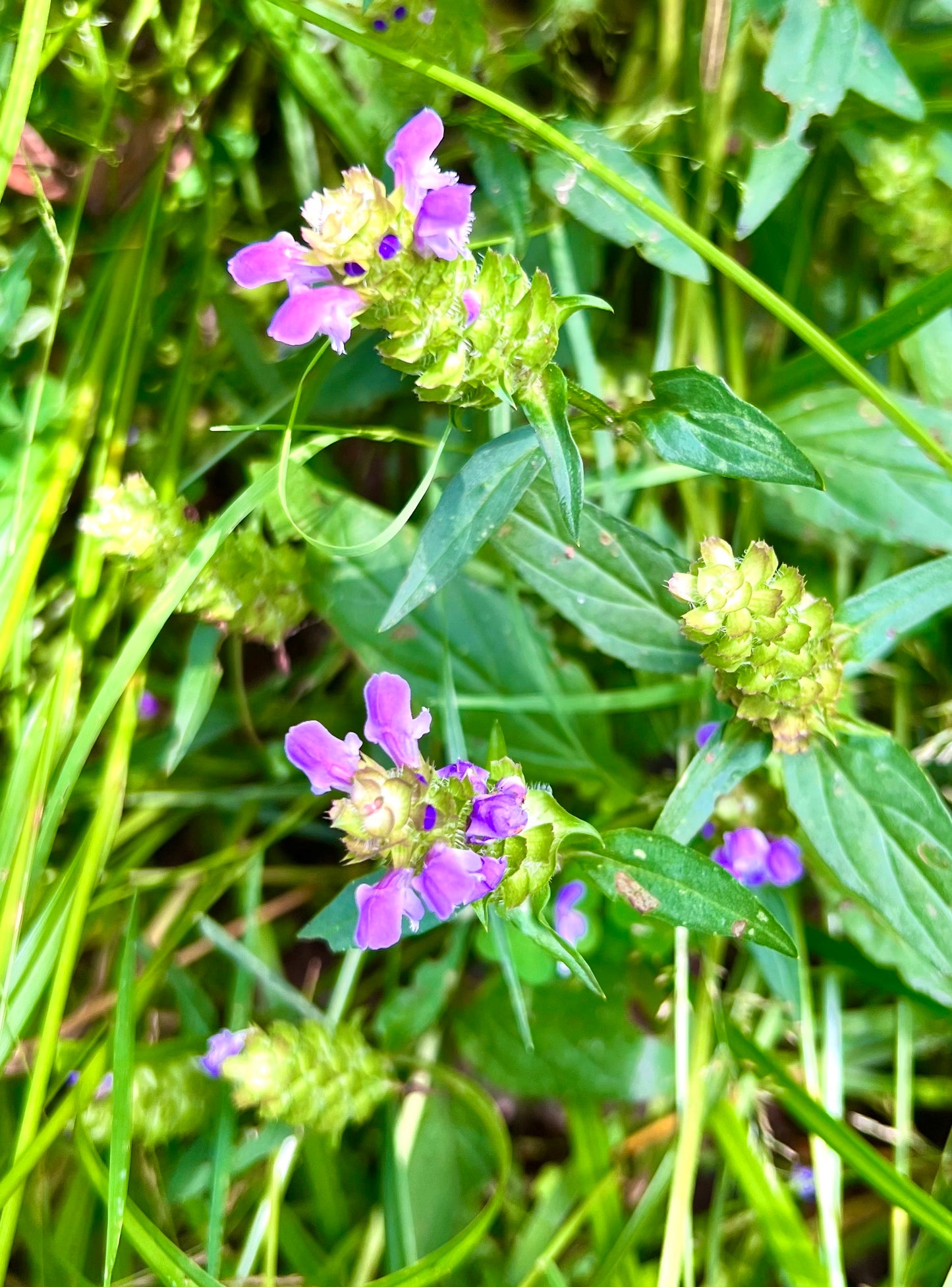 Self-Heal Herbal Oil
