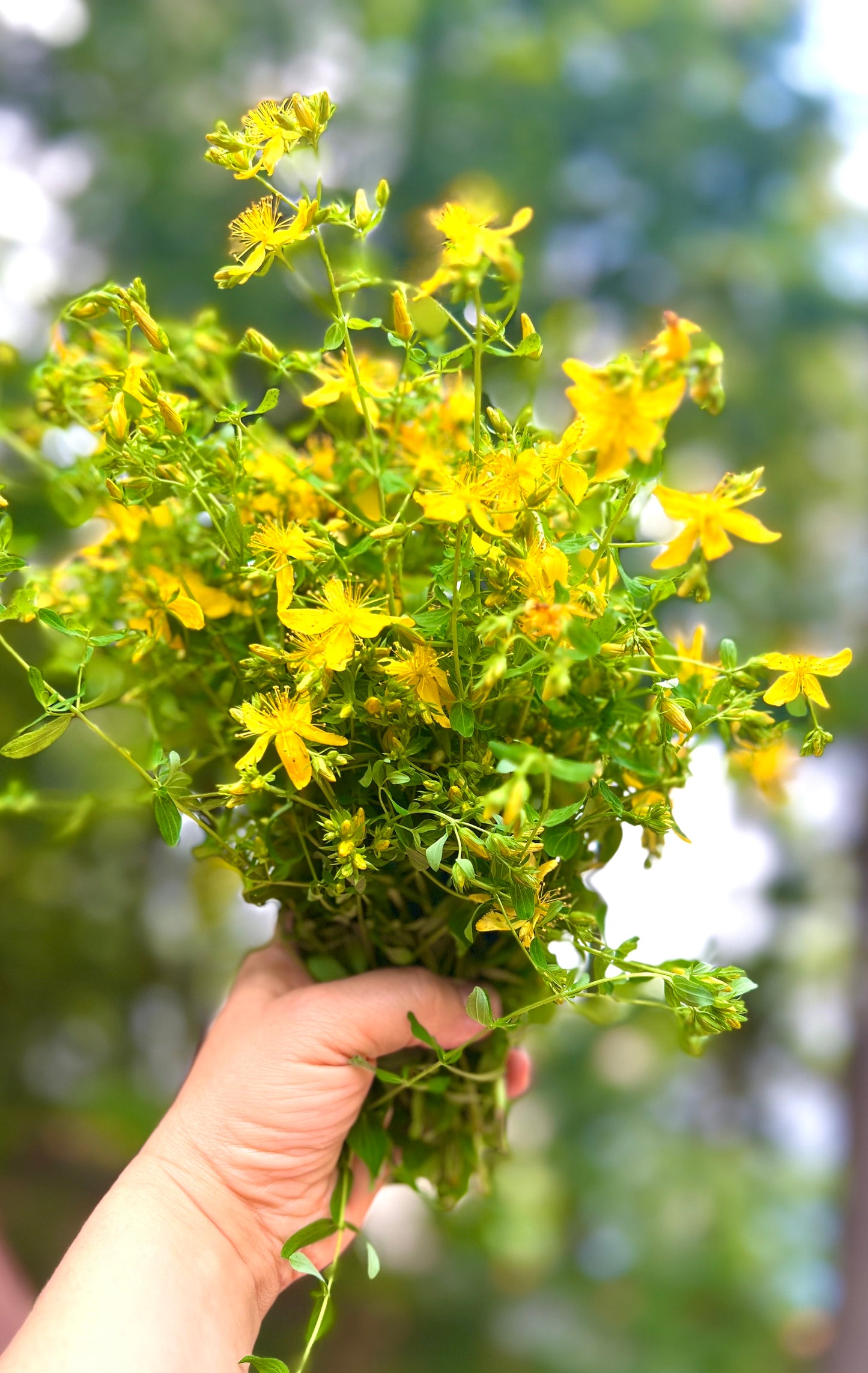St. John's Wort Salve