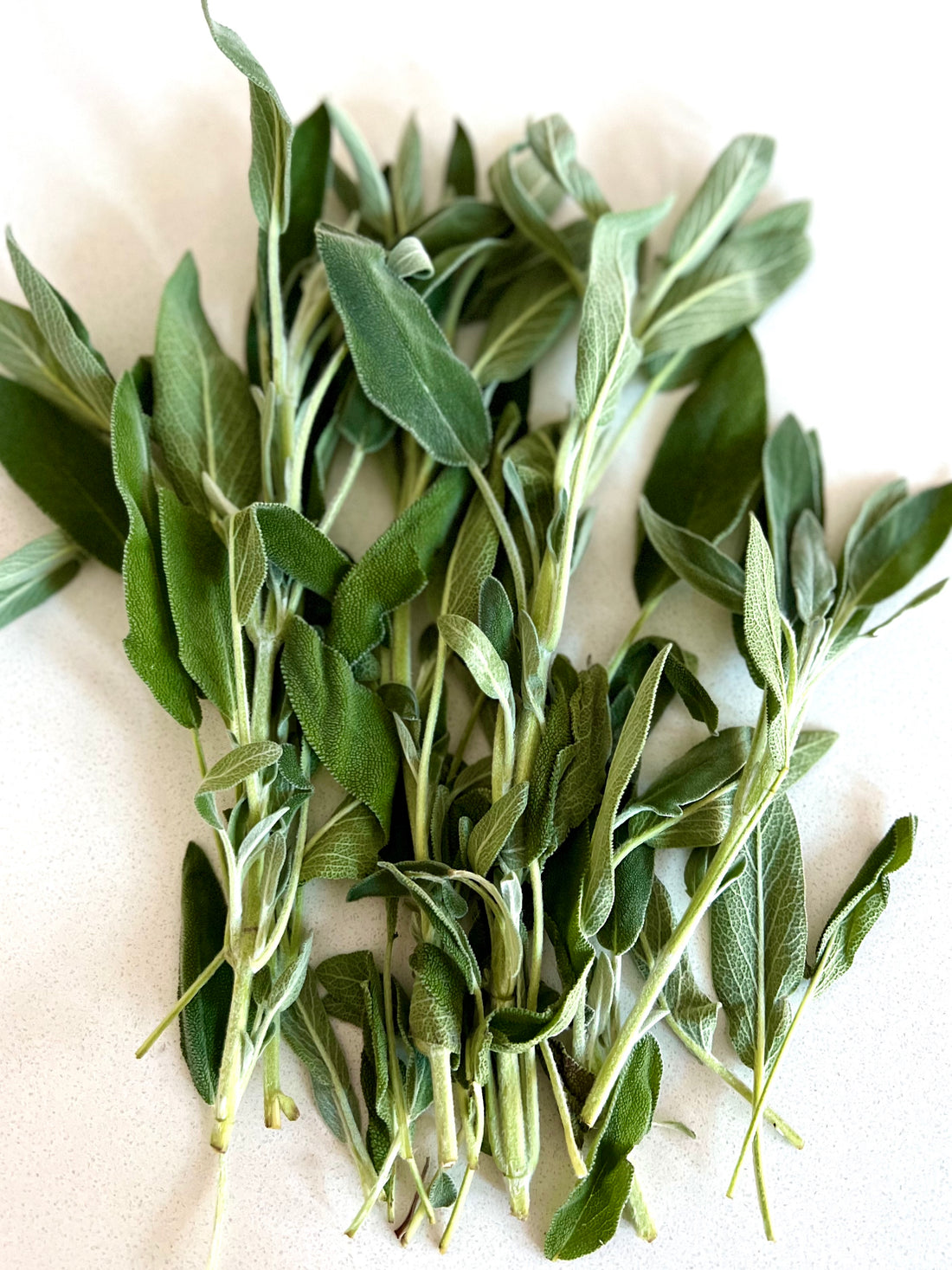 Sage Advice: 5 Ways to Use Sage to Support Your Overall Health Nurtur Sage Advice: 5 Ways to Use Sage to Support Your Overall Health Nurtur