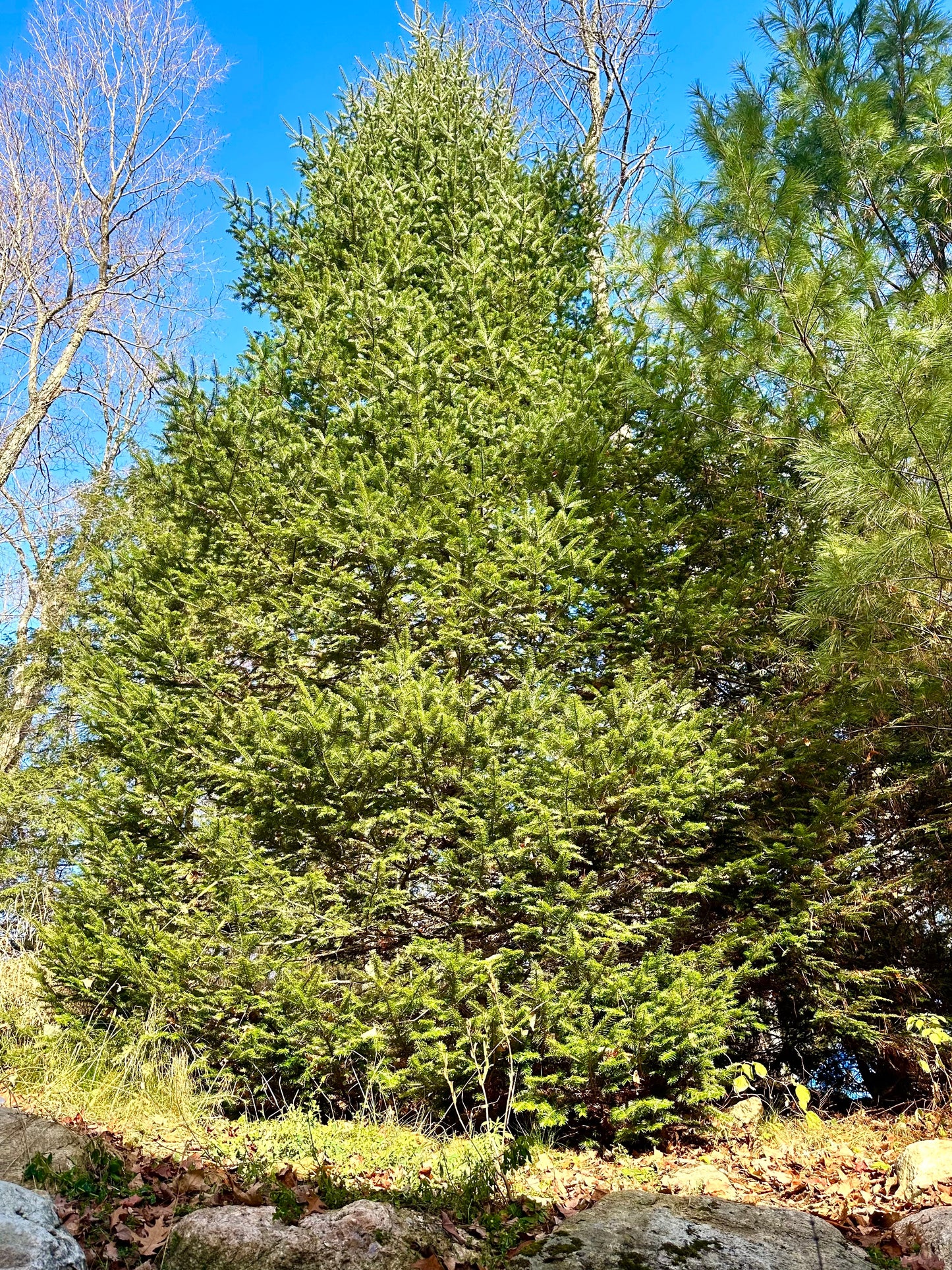 Evergreen and Eucalyptus Chest Rub