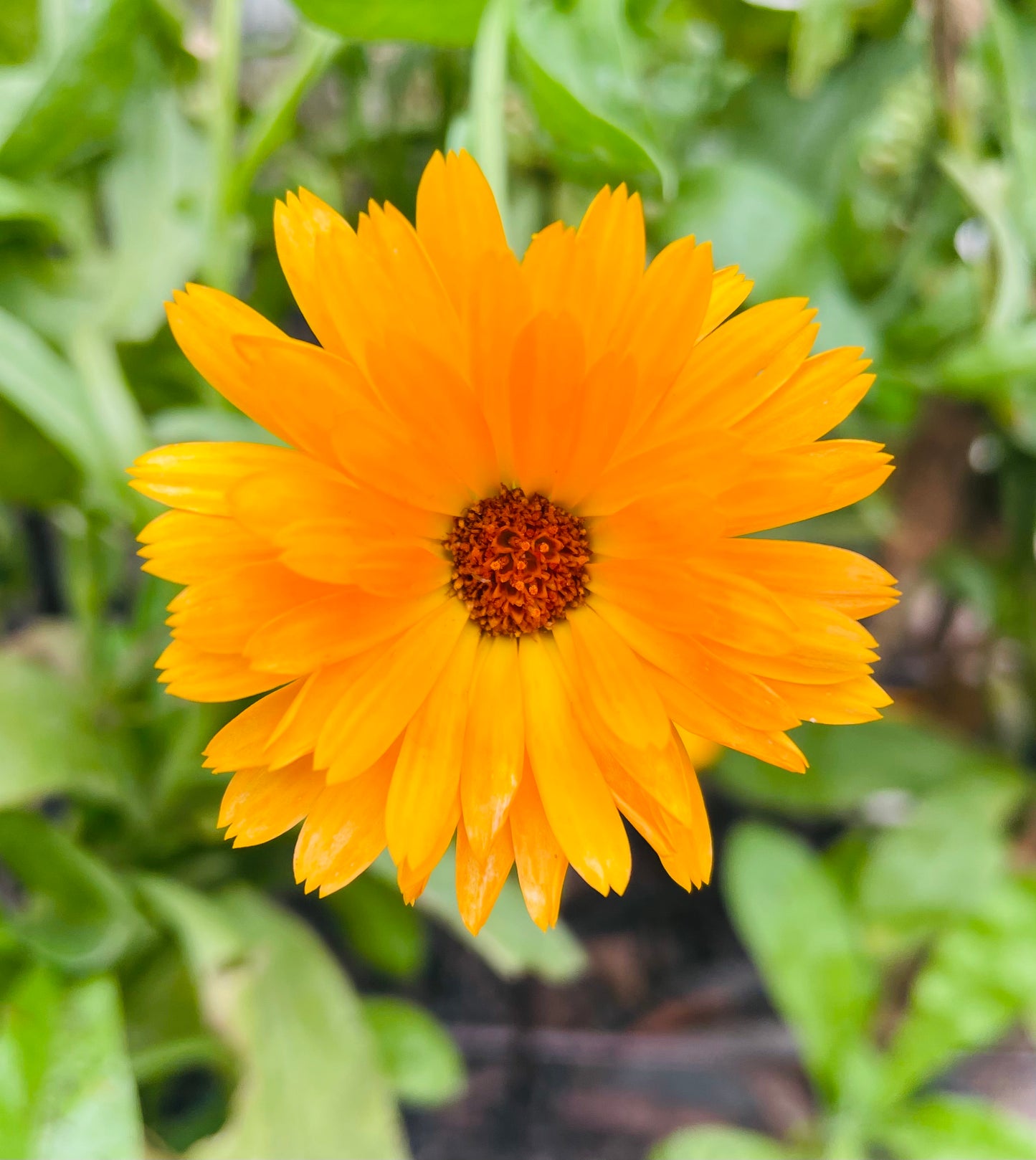 Replenish Face Serum Oil with Elderflower and Calendula