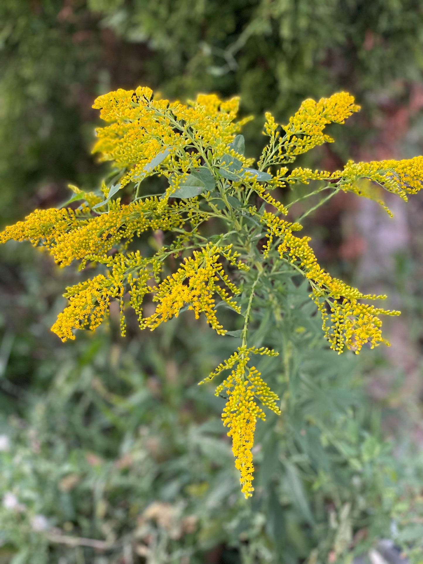 Goldenrod Herbal Oil