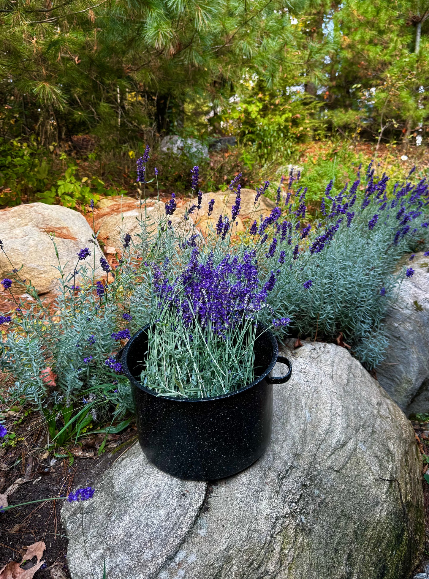 Soothe & Snooze | Evening Ritual Oil