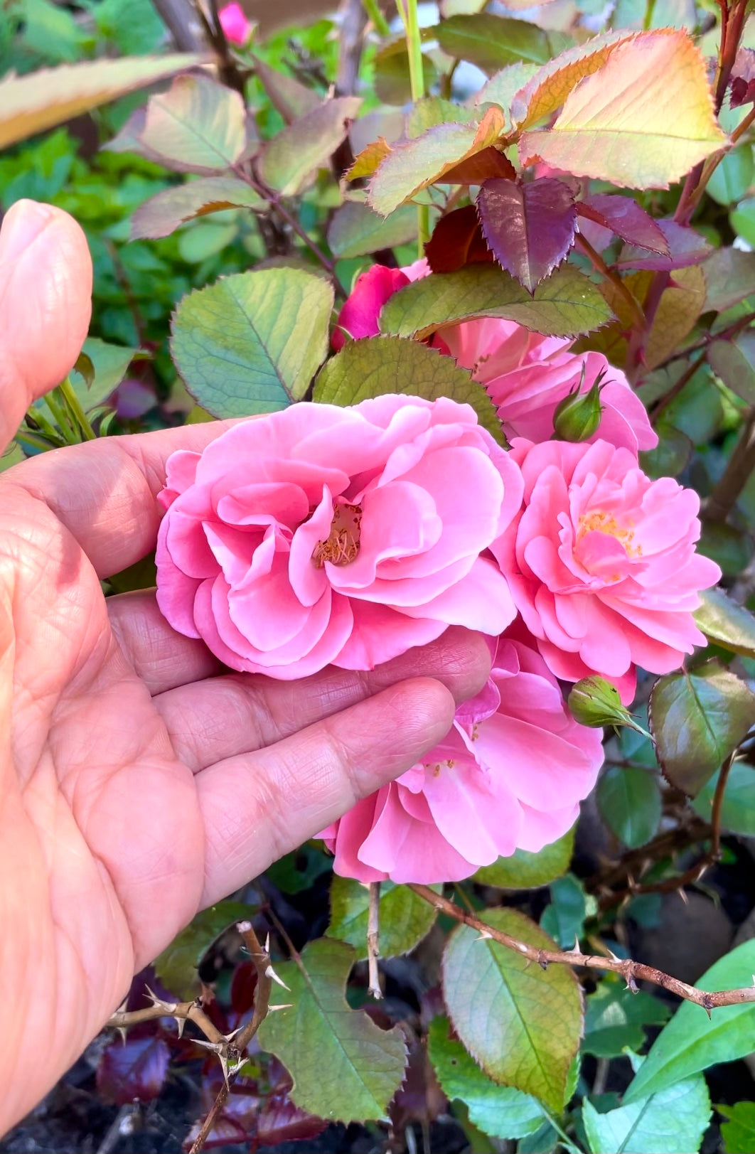 Triple Rose Botanical Body Lotion